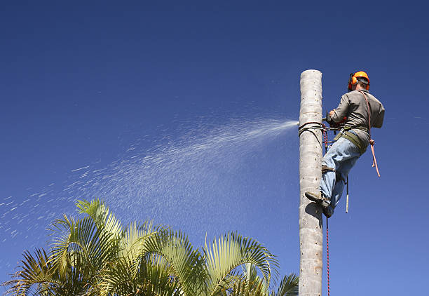Best Tree Risk Assessment  in Miami, AZ