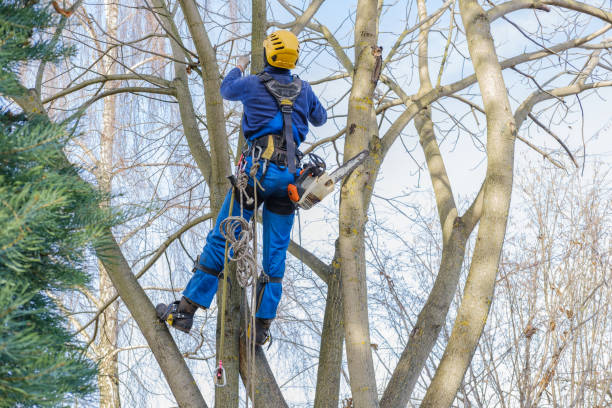 Best Tree Maintenance Programs  in Miami, AZ
