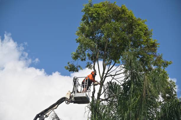 Best Grass Overseeding  in Miami, AZ