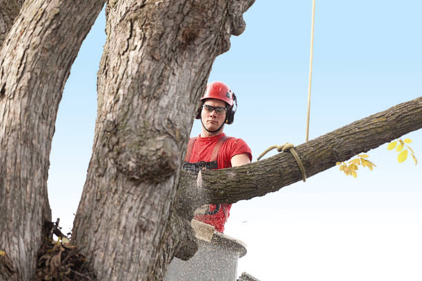 Mulching Services in Miami, AZ